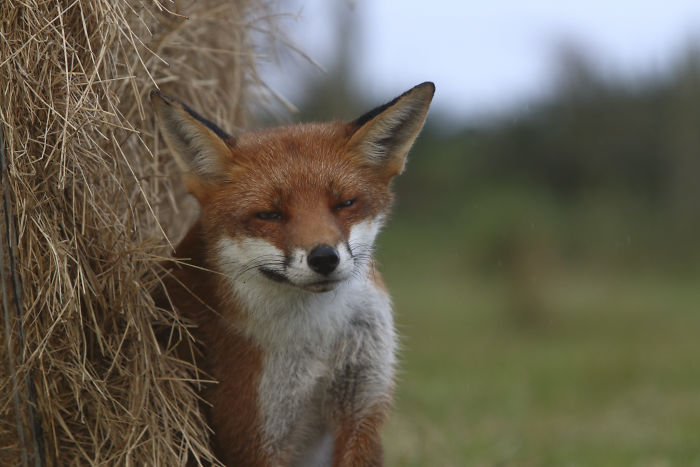 Incredible Photos Show Men Reuniting With The Fox That They Raised When She Was Still A Cub (20 Pics)