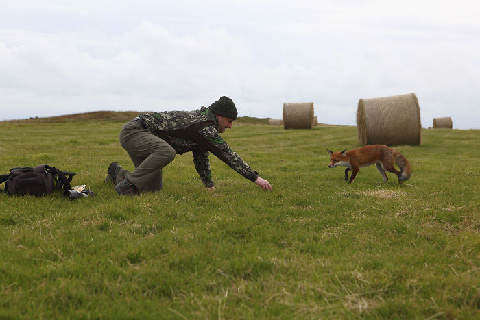 Incredible Photos Show Men Reuniting With The Fox That They Raised When She Was Still A Cub (20 Pics)