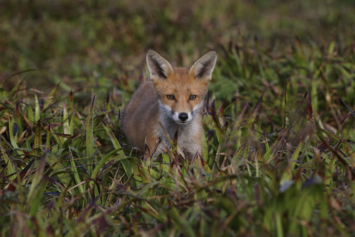 Incredible Photos Show Men Reuniting With The Fox That They Raised When She Was Still A Cub (20 Pics) Incredible Photos Show Men Reuniting With The Fox That They Raised When She Was Still A Cub (20 Pics)