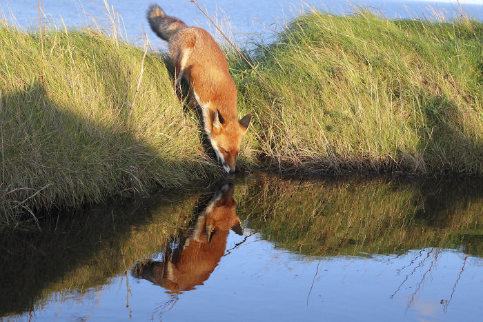 Incredible Photos Show Men Reuniting With The Fox That They Raised When She Was Still A Cub (20 Pics) Incredible Photos Show Men Reuniting With The Fox That They Raised When She Was Still A Cub (20 Pics)