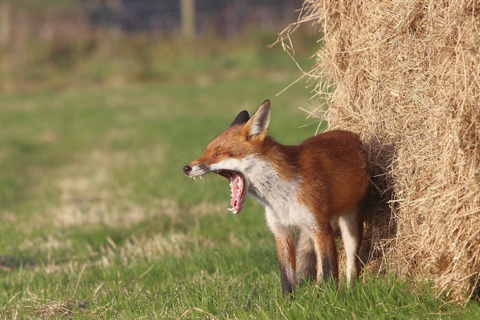 Incredible Photos Show Men Reuniting With The Fox That They Raised When She Was Still A Cub (20 Pics) Incredible Photos Show Men Reuniting With The Fox That They Raised When She Was Still A Cub (20 Pics)