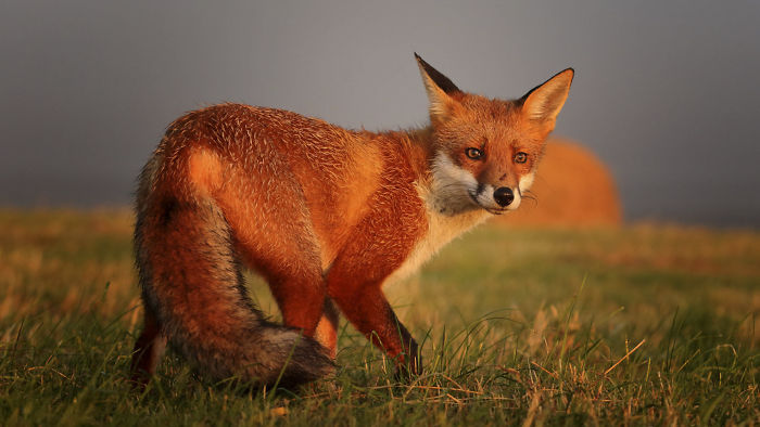 Incredible Photos Show Men Reuniting With The Fox That They Raised When She Was Still A Cub (20 Pics)