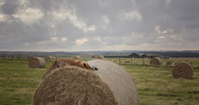 Incredible Photos Show Men Reuniting With The Fox That They Raised When She Was Still A Cub (20 Pics)