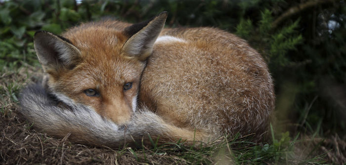 Incredible Photos Show Men Reuniting With The Fox That They Raised When She Was Still A Cub (20 Pics)