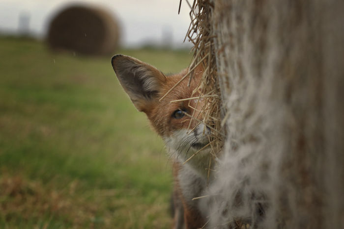 Incredible Photos Show Men Reuniting With The Fox That They Raised When She Was Still A Cub (20 Pics) Incredible Photos Show Men Reuniting With The Fox That They Raised When She Was Still A Cub (20 Pics)