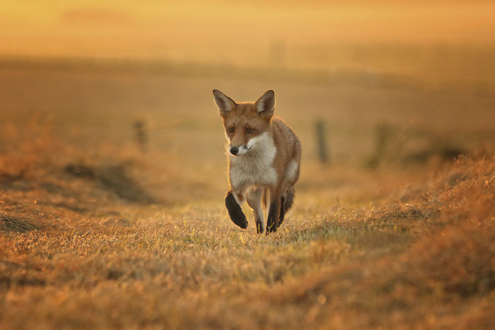 Incredible Photos Show Men Reuniting With The Fox That They Raised When She Was Still A Cub (20 Pics) Incredible Photos Show Men Reuniting With The Fox That They Raised When She Was Still A Cub (20 Pics)