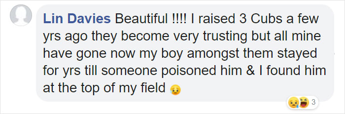 Incredible Photos Show Men Reuniting With The Fox That They Raised When She Was Still A Cub (20 Pics) Incredible Photos Show Men Reuniting With The Fox That They Raised When She Was Still A Cub (20 Pics)