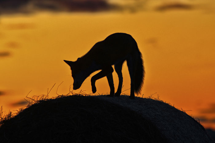 Incredible Photos Show Men Reuniting With The Fox That They Raised When She Was Still A Cub (20 Pics) Incredible Photos Show Men Reuniting With The Fox That They Raised When She Was Still A Cub (20 Pics)