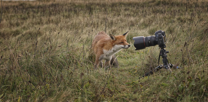 Incredible Photos Show Men Reuniting With The Fox That They Raised When She Was Still A Cub (20 Pics) Incredible Photos Show Men Reuniting With The Fox That They Raised When She Was Still A Cub (20 Pics)