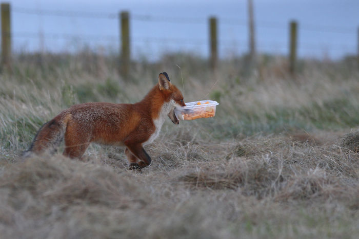 Incredible Photos Show Men Reuniting With The Fox That They Raised When She Was Still A Cub (20 Pics) Incredible Photos Show Men Reuniting With The Fox That They Raised When She Was Still A Cub (20 Pics)