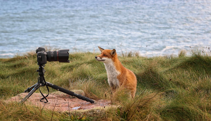 Incredible Photos Show Men Reuniting With The Fox That They Raised When She Was Still A Cub (20 Pics)