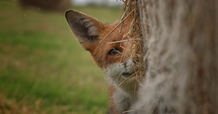 Incredible Photos Show Men Reuniting With The Fox That They Raised When She Was Still A Cub (20 Pics)