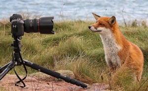 Incredible Photos Show Men Reuniting With The Fox That They Raised When She Was Still A Cub (20 Pics)