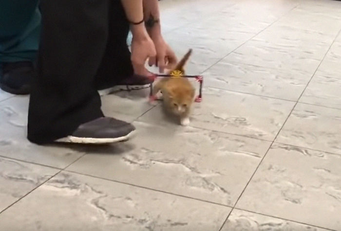 Paralyzed Kitten Couldn't Contain His Zooms After Getting A Wheelchair, Grew Up Into A Handsome Cat Paralyzed Kitten Couldn't Contain His Zooms After Getting A Wheelchair, Grew Up Into A Handsome Cat