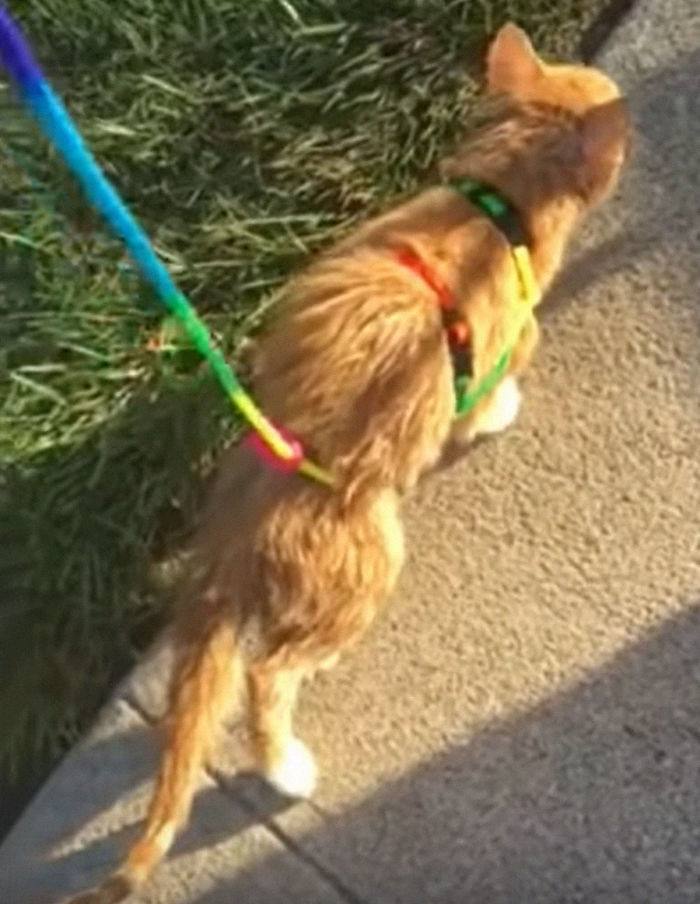 Paralyzed Kitten Couldn't Contain His Zooms After Getting A Wheelchair, Grew Up Into A Handsome Cat Paralyzed Kitten Couldn't Contain His Zooms After Getting A Wheelchair, Grew Up Into A Handsome Cat