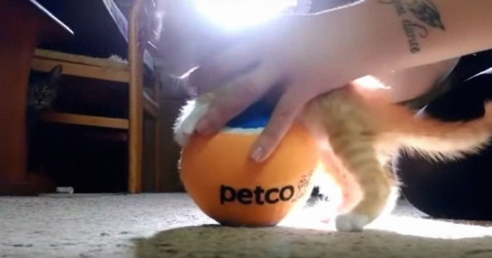 Paralyzed Kitten Couldn't Contain His Zooms After Getting A Wheelchair, Grew Up Into A Handsome Cat Paralyzed Kitten Couldn't Contain His Zooms After Getting A Wheelchair, Grew Up Into A Handsome Cat