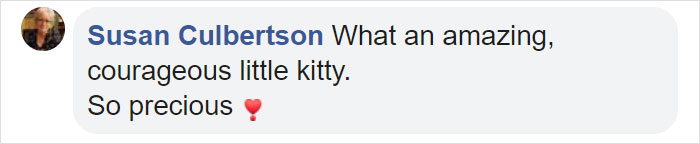 Paralyzed Kitten Couldn't Contain His Zooms After Getting A Wheelchair, Grew Up Into A Handsome Cat Paralyzed Kitten Couldn't Contain His Zooms After Getting A Wheelchair, Grew Up Into A Handsome Cat