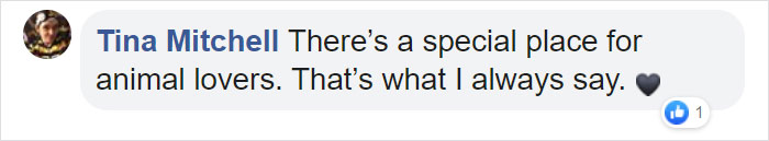 Paralyzed Kitten Couldn't Contain His Zooms After Getting A Wheelchair, Grew Up Into A Handsome Cat Paralyzed Kitten Couldn't Contain His Zooms After Getting A Wheelchair, Grew Up Into A Handsome Cat