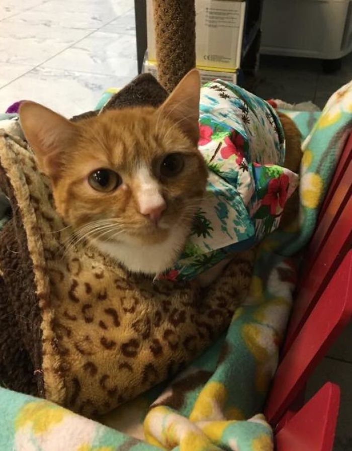 Paralyzed Kitten Couldn't Contain His Zooms After Getting A Wheelchair, Grew Up Into A Handsome Cat Paralyzed Kitten Couldn't Contain His Zooms After Getting A Wheelchair, Grew Up Into A Handsome Cat