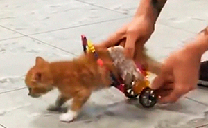 Paralyzed Kitten Couldn’t Contain His Zooms After Getting A Wheelchair, Grew Up Into A Handsome Cat