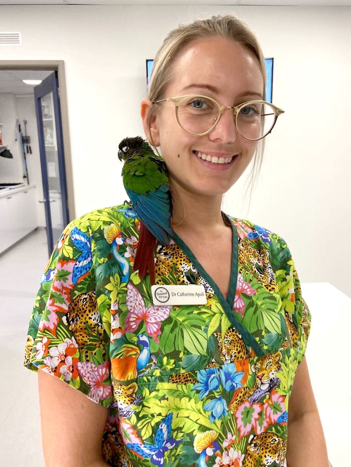 Vet Gives Parrot New Wings After Someone Severely Trims Them Vet Gives Parrot New Wings After Someone Severely Trims Them