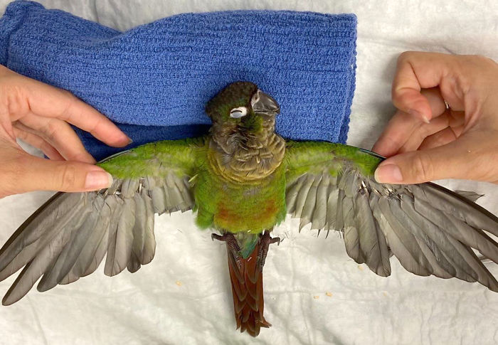 Vet Gives Parrot New Wings After Someone Severely Trims Them Vet Gives Parrot New Wings After Someone Severely Trims Them