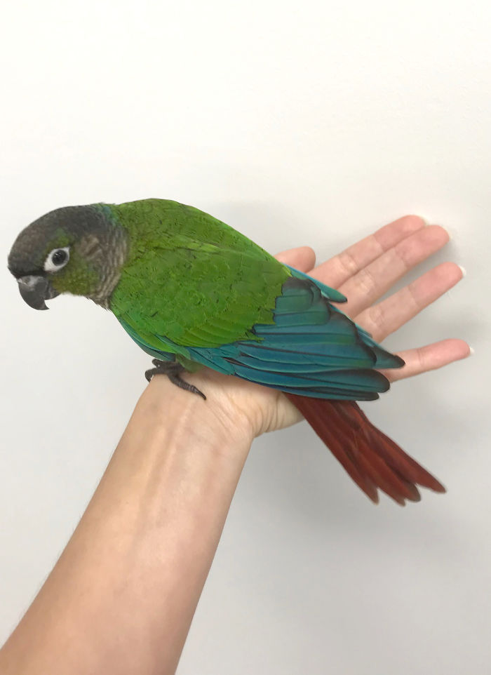 Vet Gives Parrot New Wings After Someone Severely Trims Them Vet Gives Parrot New Wings After Someone Severely Trims Them