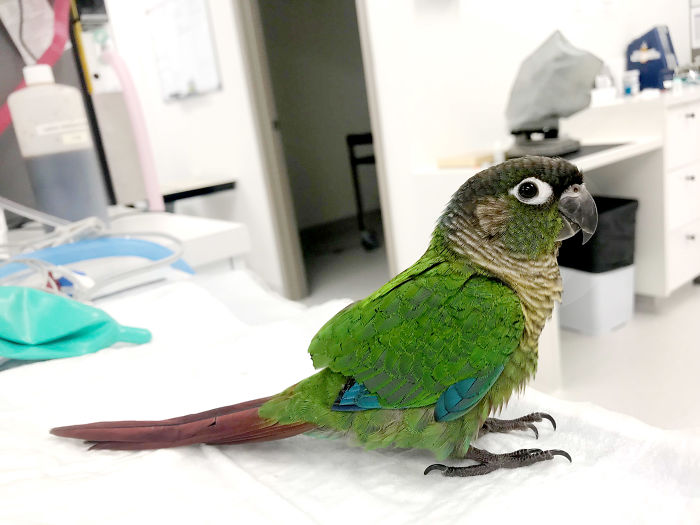 Vet Gives Parrot New Wings After Someone Severely Trims Them