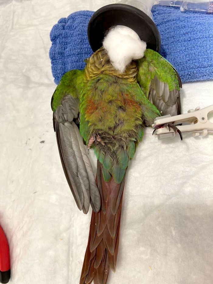 Vet Gives Parrot New Wings After Someone Severely Trims Them Vet Gives Parrot New Wings After Someone Severely Trims Them