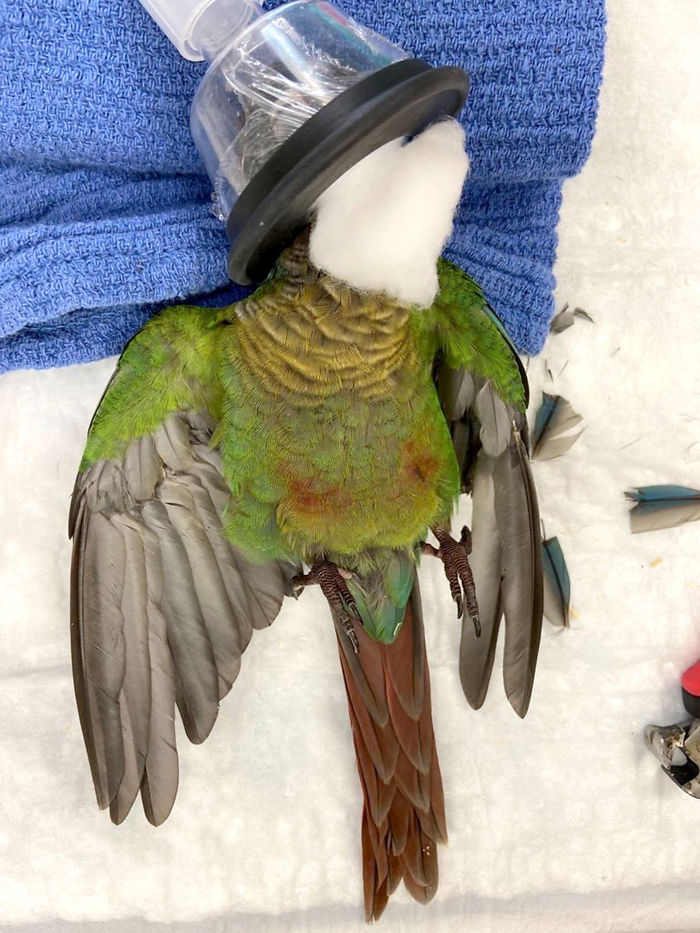Vet Gives Parrot New Wings After Someone Severely Trims Them Vet Gives Parrot New Wings After Someone Severely Trims Them