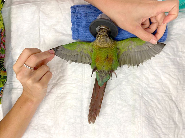 Vet Gives Parrot New Wings After Someone Severely Trims Them