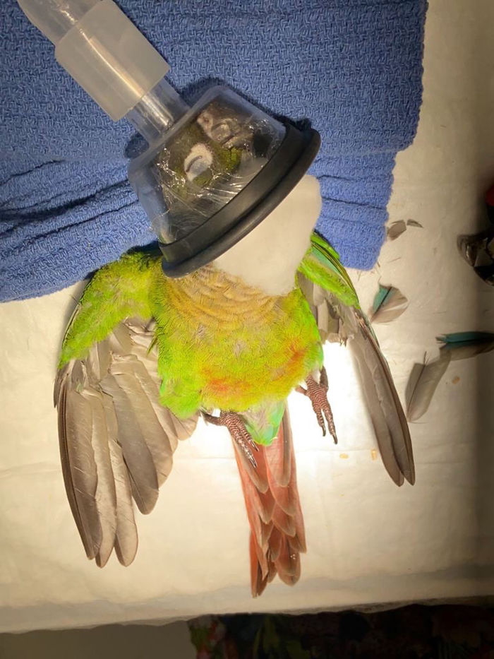 Vet Gives Parrot New Wings After Someone Severely Trims Them Vet Gives Parrot New Wings After Someone Severely Trims Them