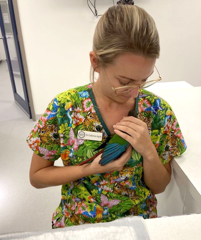 Vet Gives Parrot New Wings After Someone Severely Trims Them Vet Gives Parrot New Wings After Someone Severely Trims Them