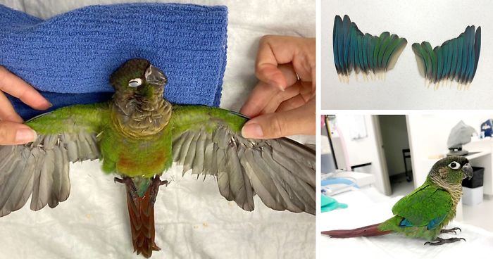 Vet Gives Parrot New Wings After Someone Severely Trims Them