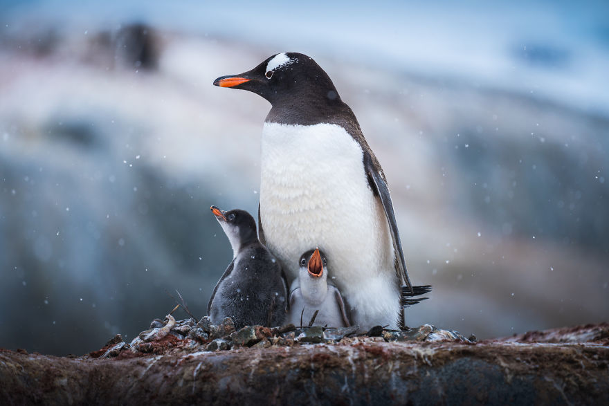 Cuteness Overload In These Photos Of Penguins And Their Chicks