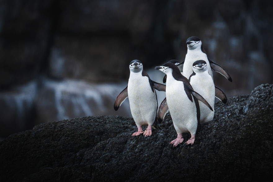 Cuteness Overload In These Photos Of Penguins And Their Chicks