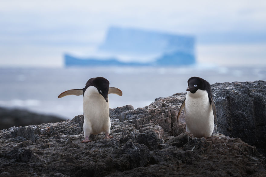 Cuteness Overload In These Photos Of Penguins And Their Chicks