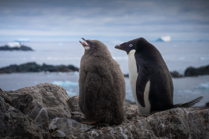 Cuteness Overload In These Photos Of Penguins And Their Chicks