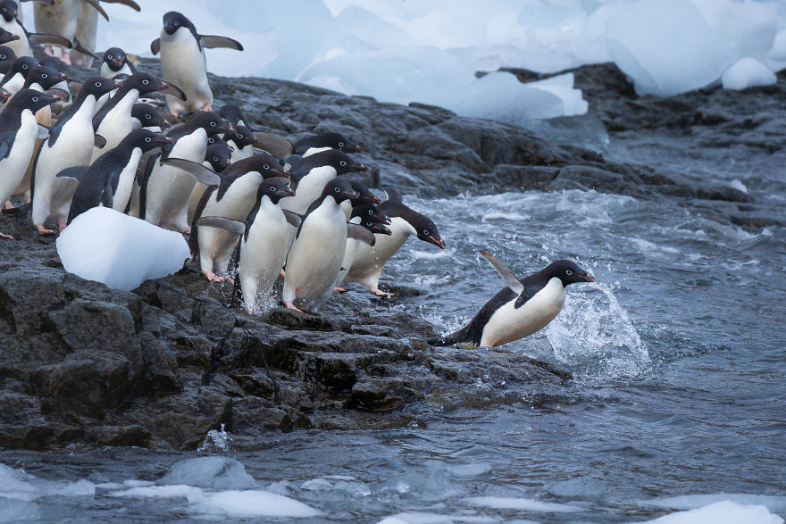 Cuteness Overload In These Photos Of Penguins And Their Chicks