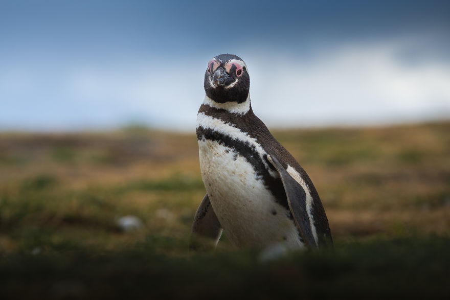 Cuteness Overload In These Photos Of Penguins And Their Chicks