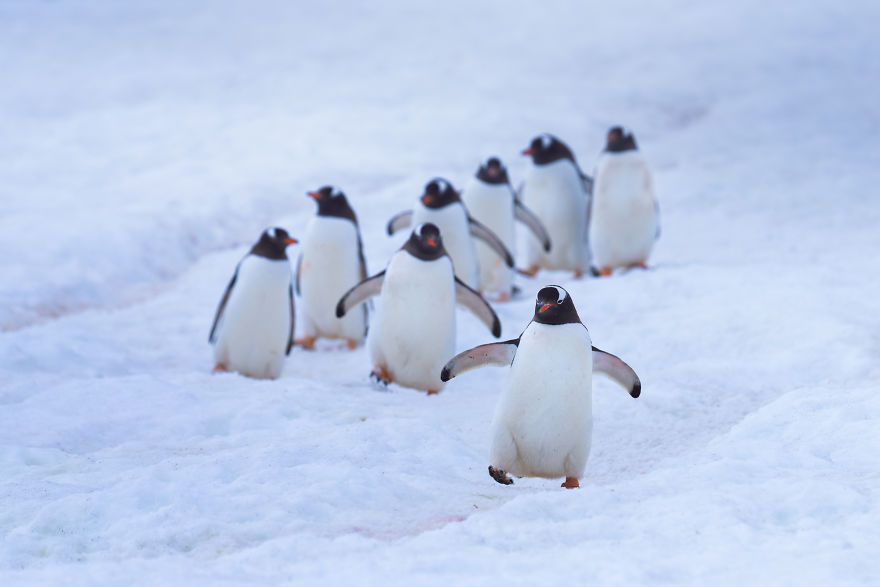 Cuteness Overload In These Photos Of Penguins And Their Chicks