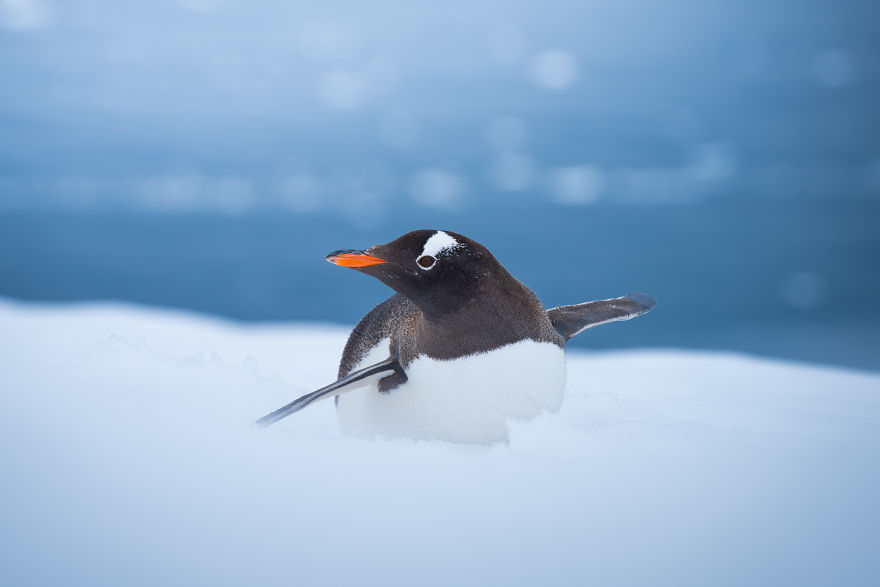 Cuteness Overload In These Photos Of Penguins And Their Chicks