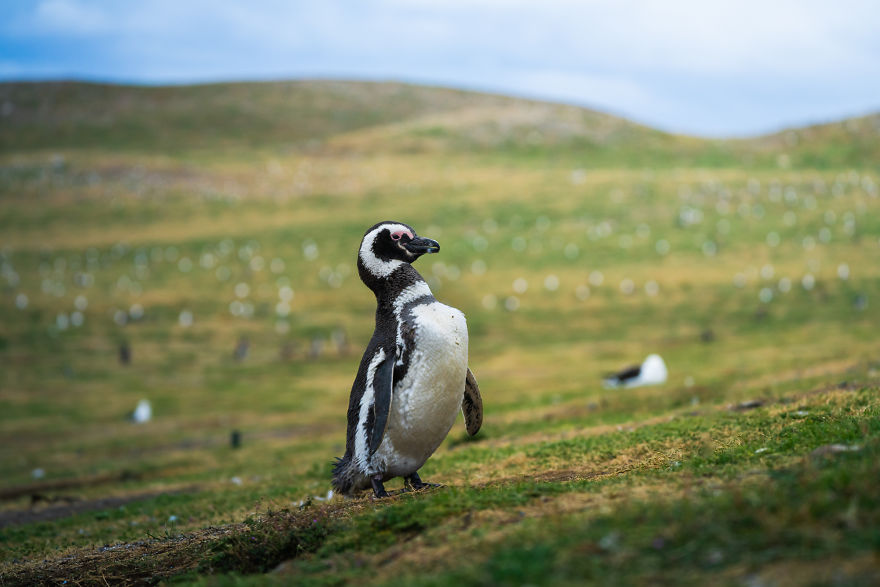 Cuteness Overload In These Photos Of Penguins And Their Chicks