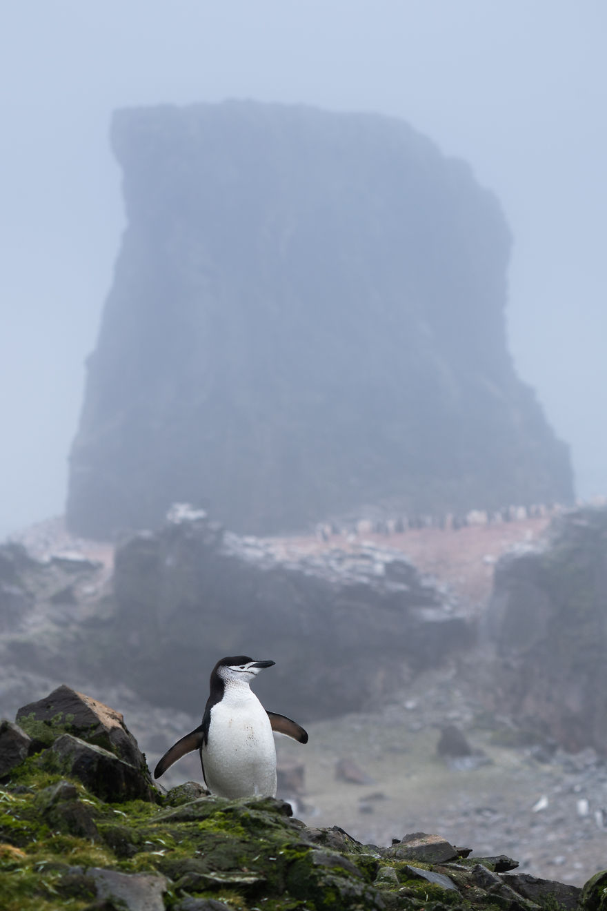 Cuteness Overload In These Photos Of Penguins And Their Chicks