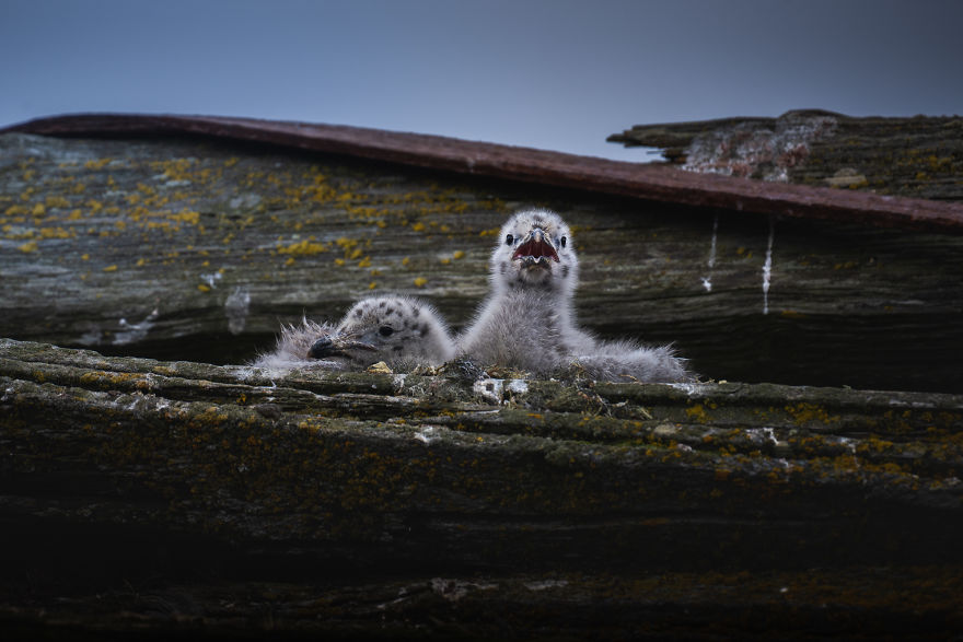 Cuteness Overload In These Photos Of Penguins And Their Chicks