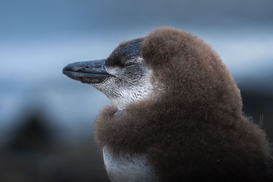 Cuteness Overload In These Photos Of Penguins And Their Chicks