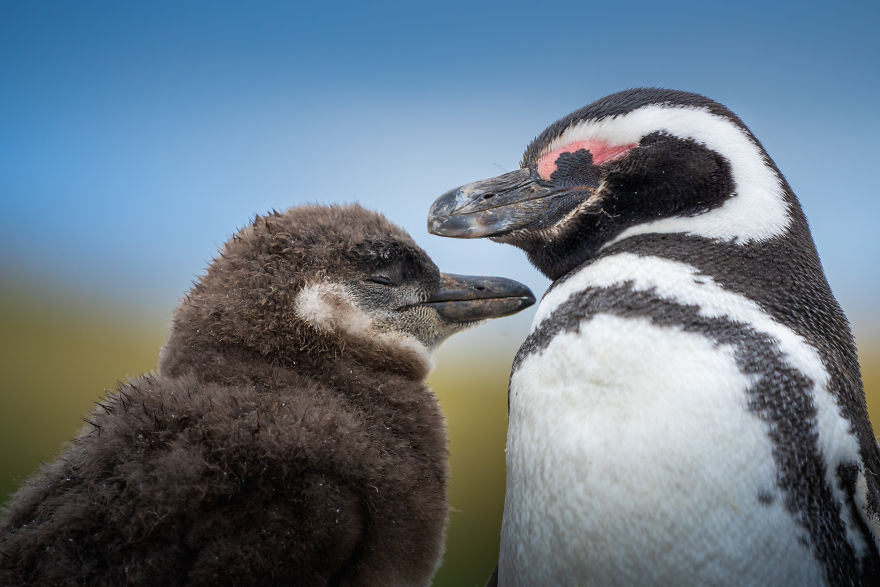 Cuteness Overload In These Photos Of Penguins And Their Chicks