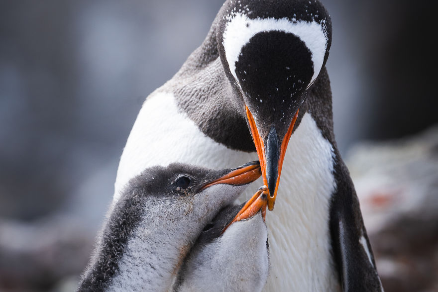 Cuteness Overload In These Photos Of Penguins And Their Chicks