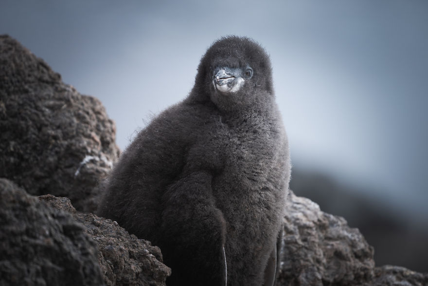 Cuteness Overload In These Photos Of Penguins And Their Chicks
