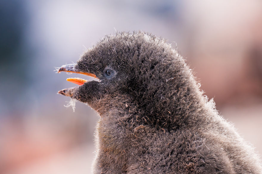 Cuteness Overload In These Photos Of Penguins And Their Chicks